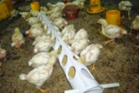 Cara Ternak Ayam Potong