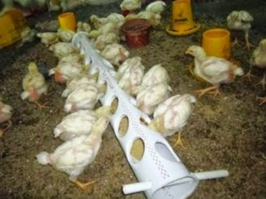 Cara Ternak Ayam  Potong Pemberian Pakan Cara Merawat 