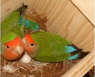 √ Cara Ternak Burung Lovebird : Persiapan Tempat, Induk, Ciri dan Penjodohannya
