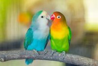 Cara Ternak Burung Lovebird