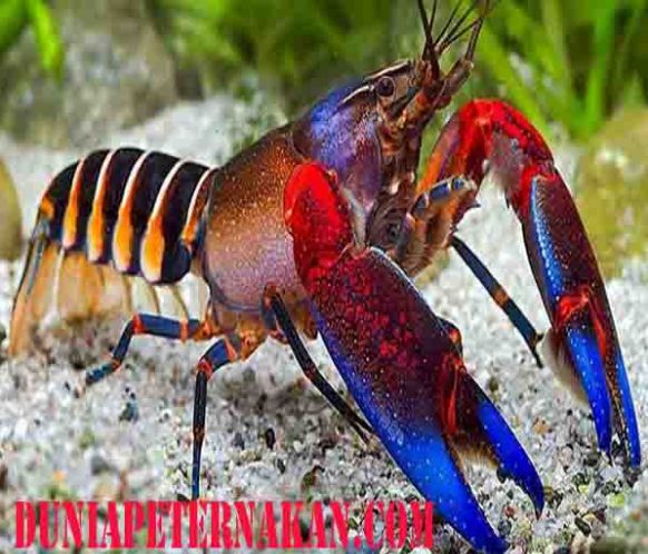 Cara Budidaya Lobster Air Tawar kendala omset terpal 