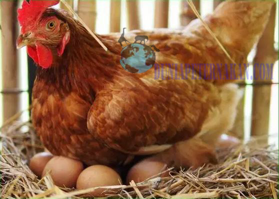 Cara Ternak Ayam Petelur Untuk Pemula - duniapeternakan.com