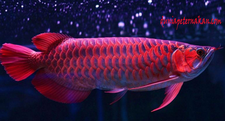  ikan  arwana  super red harga bibit obat jenis  warna  