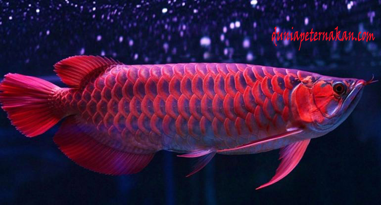 ikan arwana super red : harga,bibit,obat,jenis,warna,makanan,kolam,pakan