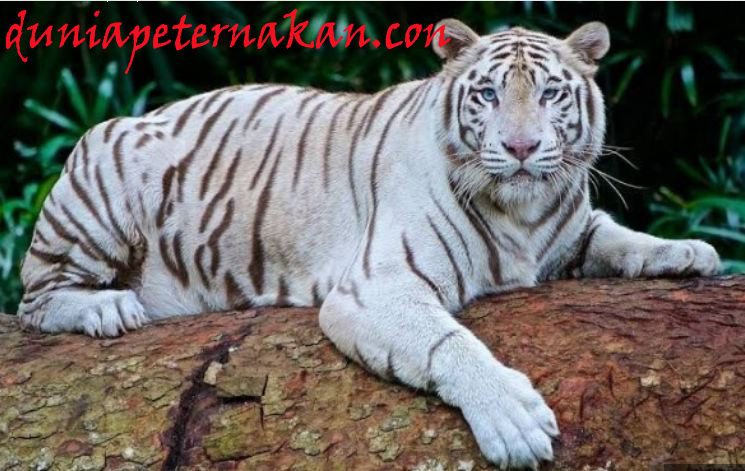 Harimau Putih makanan cara budidaya harga vitamin jenis 