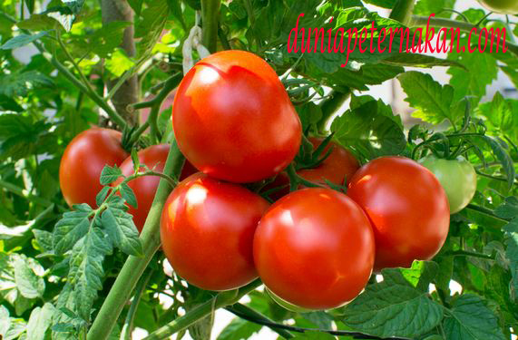 Cara menanam tomat di kebun
