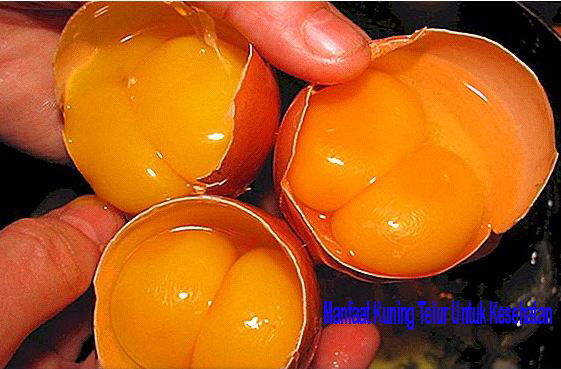 manfaat kuning telur 