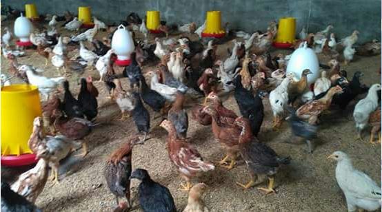 Cara Ternak Ayam Joper  kandang pakan obat harga keuntungan