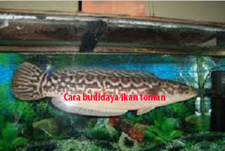 ikan toman