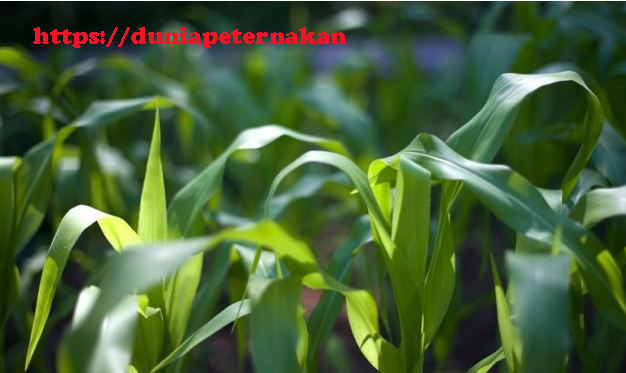 daun jagung