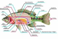 Morfologi Ikan Gurame
