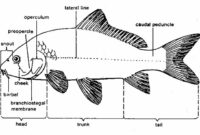 Morfologi Ikan Koi