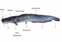 Morfologi Ikan Lele