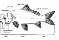 Morfologi Ikan Mas