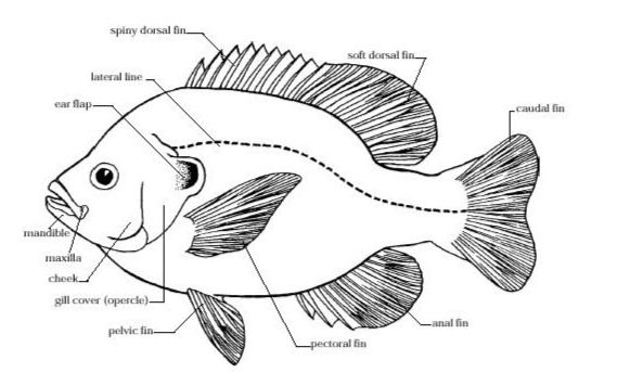 Morfologi Ikan Mujair,jenis,obat,pakan,vitamin,cara,rasa,khasiat,harga,asal