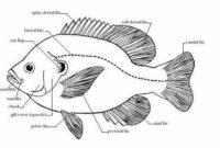 Morfologi Ikan Nila