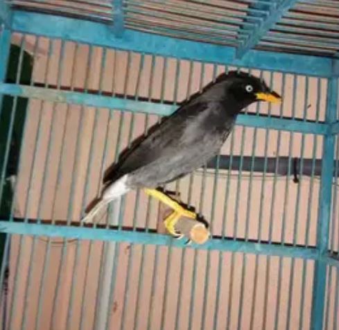 Burung Jalak Kebo