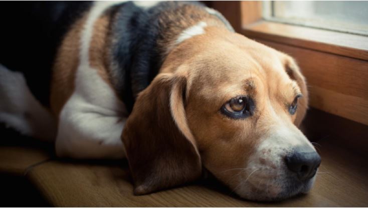 Harga Anjing Beagle serta jenis cara merawatnya dan manfaatnya