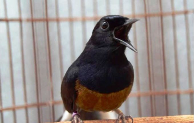 Nama Burung Yang Bagus Dan Hoki Harga Obat Kandang Indukan Jantan