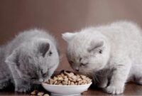 Makanan Kucing