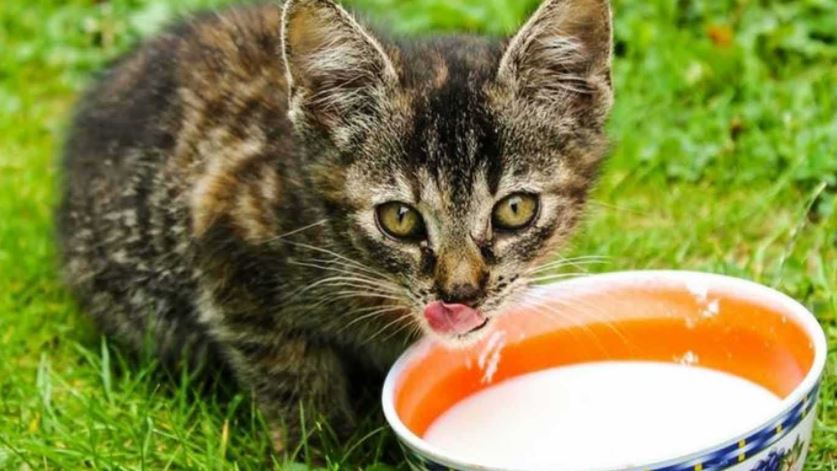 susu kucing murah tetapi banyak gizi dan manfaatnya untuk pertumbuhan