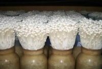 cara membuat jamur enoki