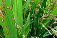 cara pengendalian hama dan penyakit pada tanaman padi