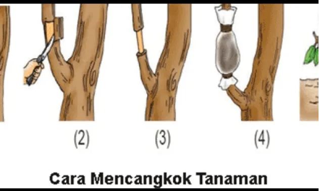 cara-stek-pohon-asam-jawa