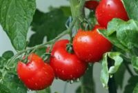 hama dan penyakit tanaman tomat