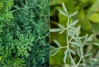 klasifikasi dan morfologi tanaman inggu