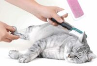 pentingnya melakukan grooming kucing