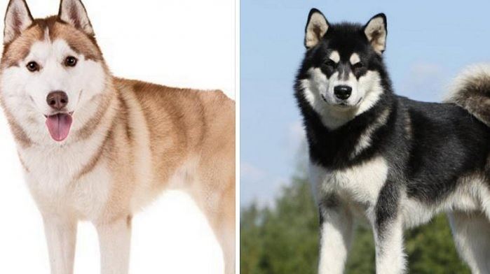 Malamute Dan Siberian Husky