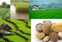 cara meningkatkan produktivitas pertanian
