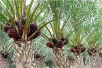 cara perawatan tanaman kelapa sawit