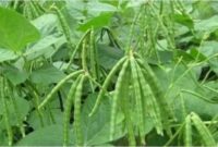 hama dan penyakit tanaman kacang koro