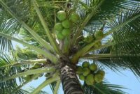 klasifikasi kelapa