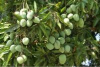 klasifikasi tanaman mangga