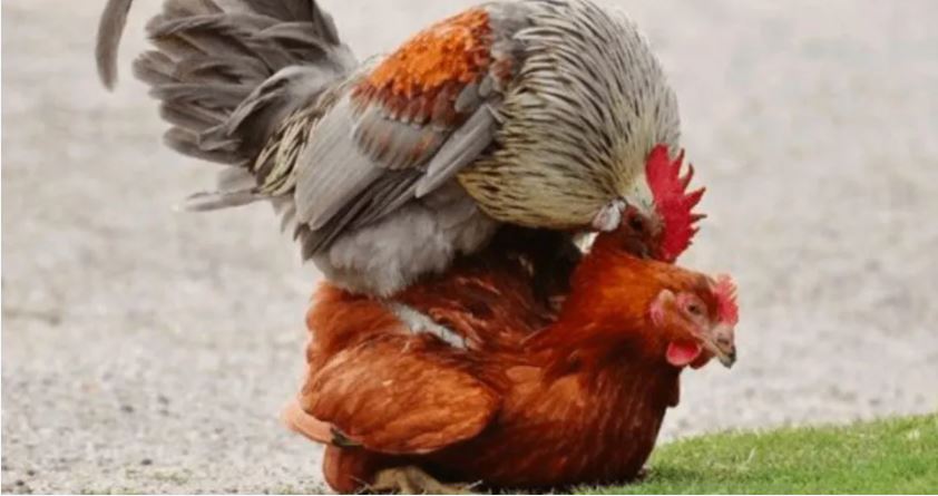Ramuan Agar Ayam Bangkok Betina Cepat Bertelur