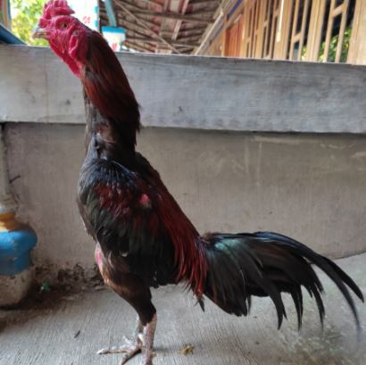 12 Perawatan Ayam Pacek yang Baik dan Benar