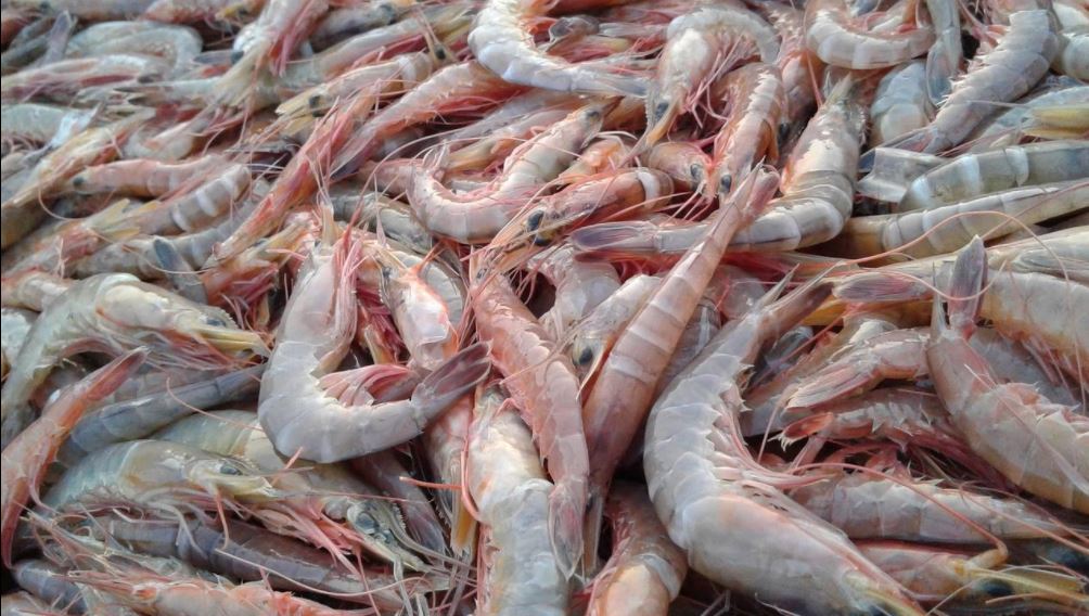 Udang Yang Bisa Dimakan Atau Di Konsumsi Adalah Sebagai Berikut