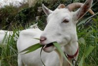 daun yang tidak boleh dimakan kambing hamil