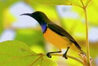 Kode Alam Burung Kolibri