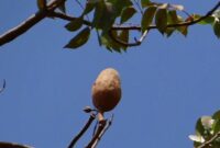 erek erek pohon mahoni