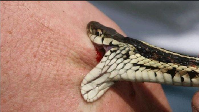 kode alam digigit ular di tangan