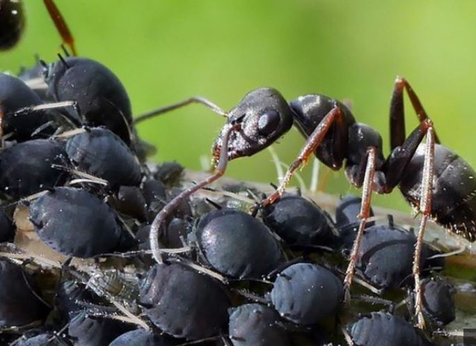 kode alam semut hitam